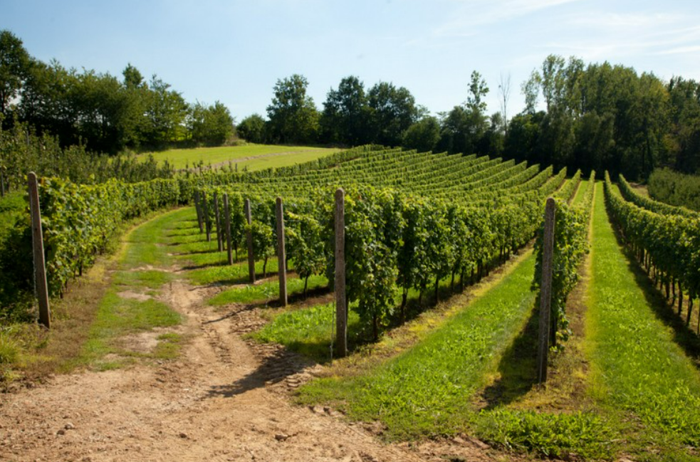 Domaine viticole Kluisberg-Découvrez nos partenaires